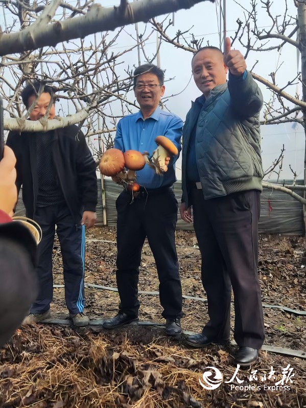 山东临朐城关街道西安村李金刚兴产业树···
