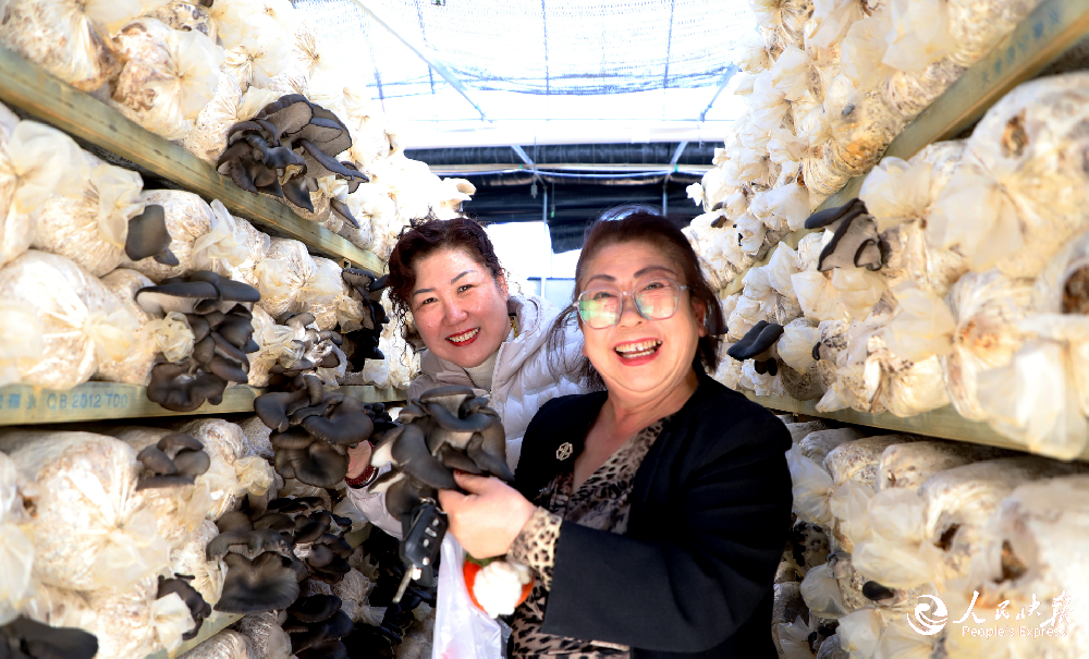 昂昂溪区：巧种平菇 蹚出乡村振兴新路···